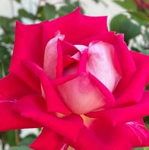 Meet your Posher, Kimie